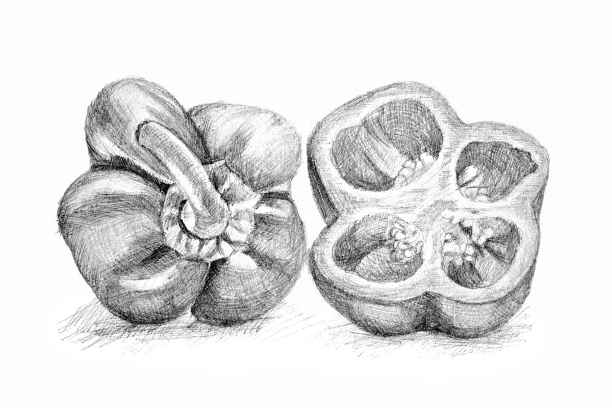 pencil drawing of a pepper, using hatch marks for shading. 