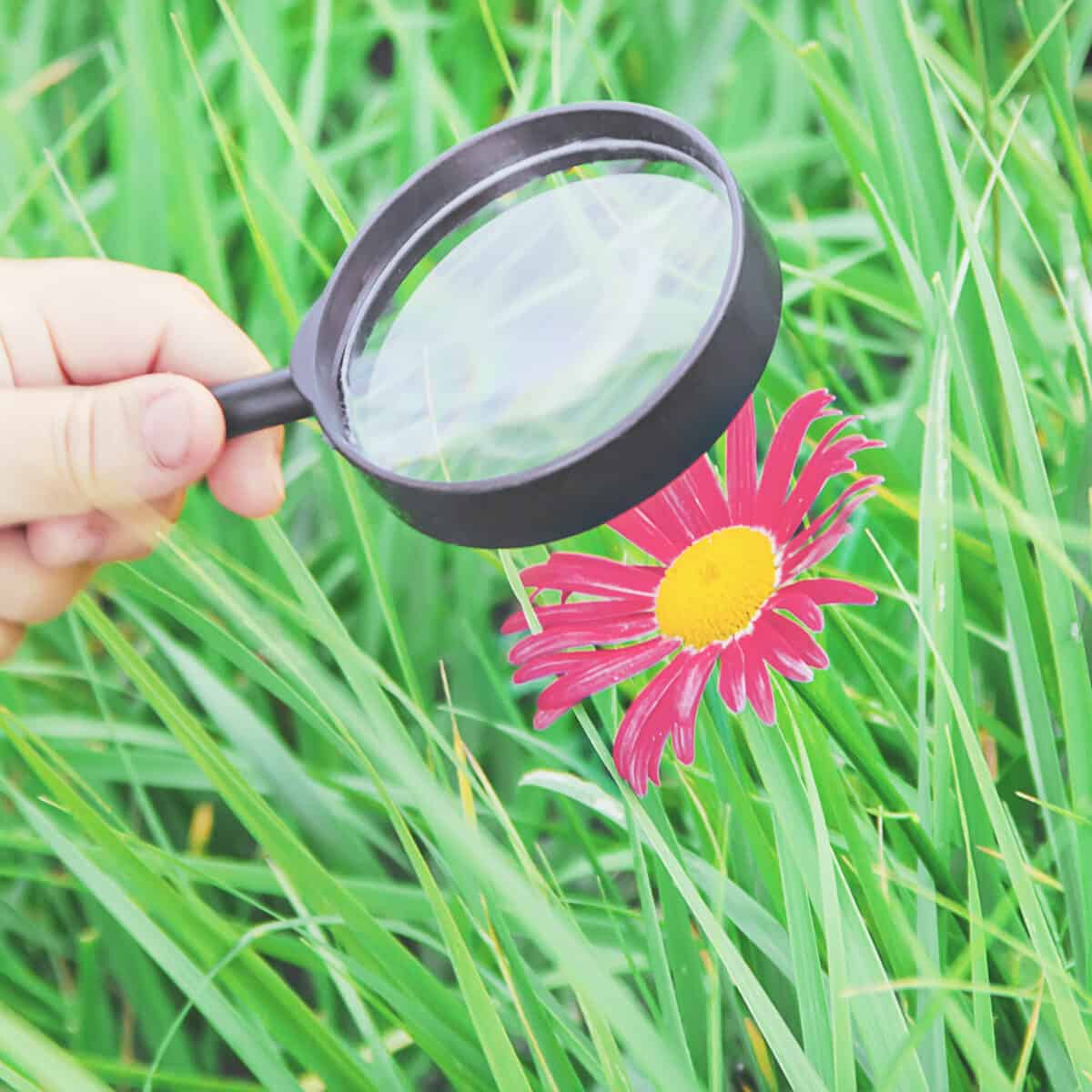 A magnifying glass over a pink flower in a grassy meadow.